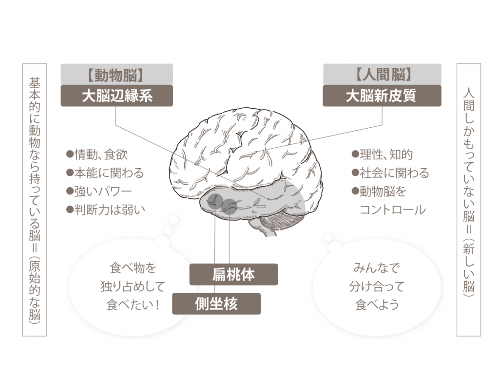 動物脳・人間脳